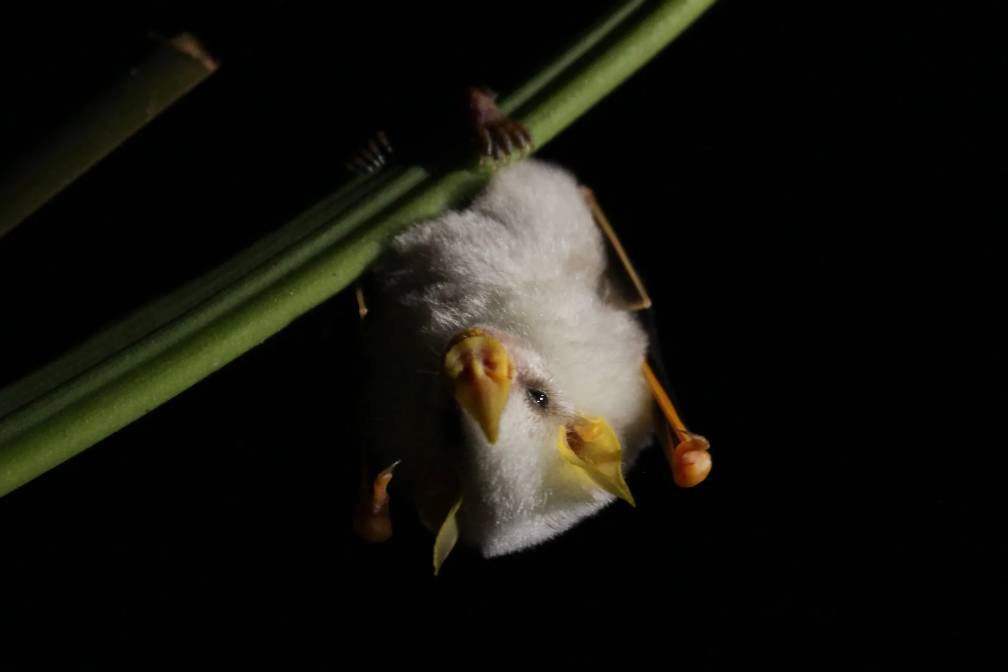Ectophylla alba la petite chauve souris blanche du Honduras 9 Chauve-souris blanche du Honduras dans la forêt tropicale d’Amérique centrale