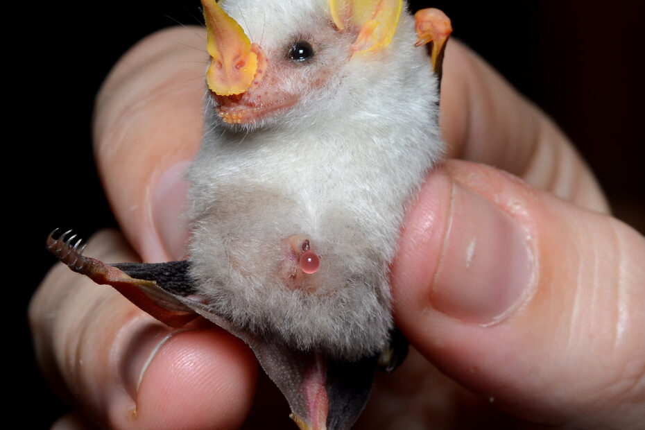 Ectophylla alba in hand