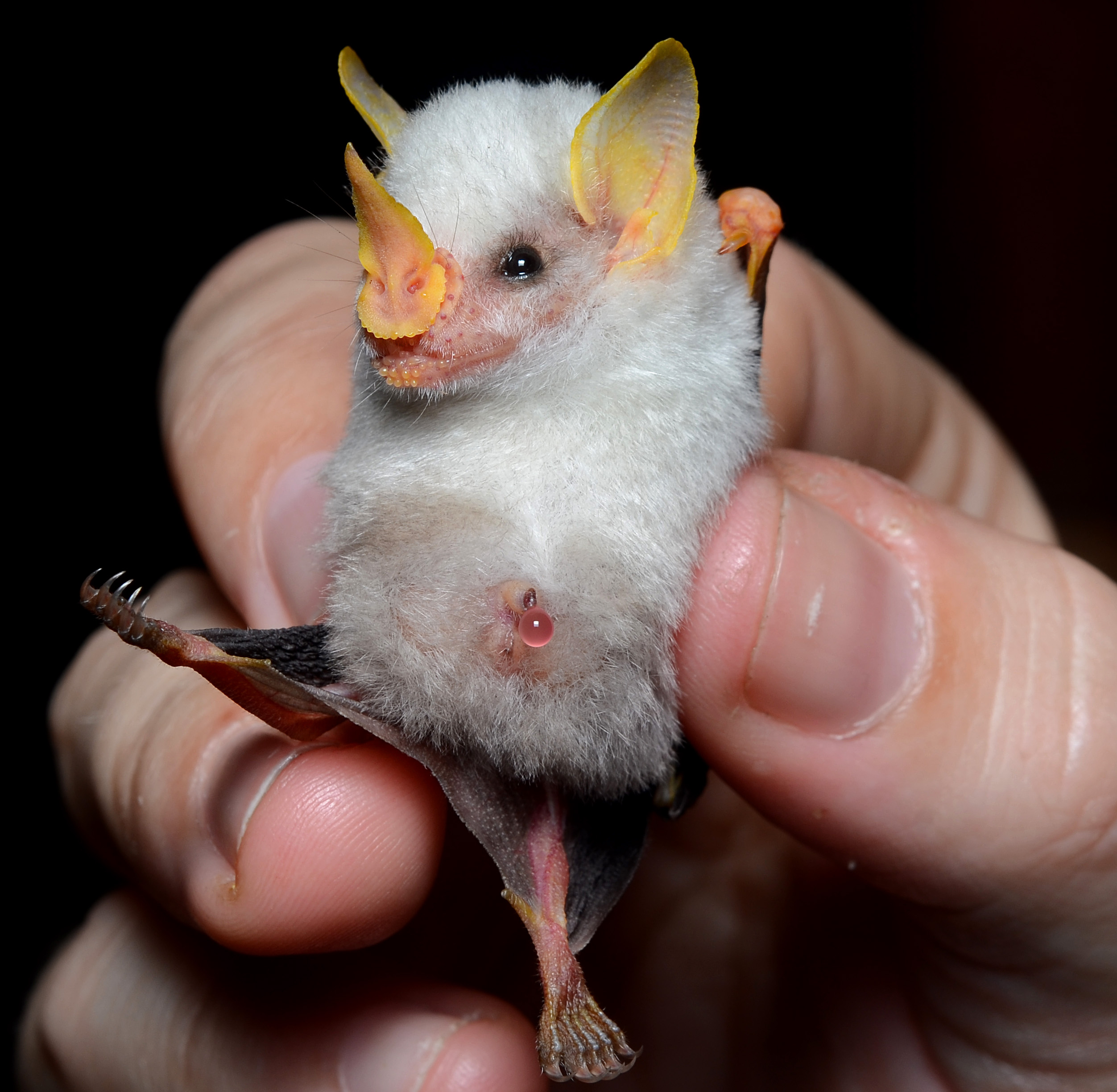 Ectophylla alba in hand Petite chauve-souris blanche du Honduras tenue en main