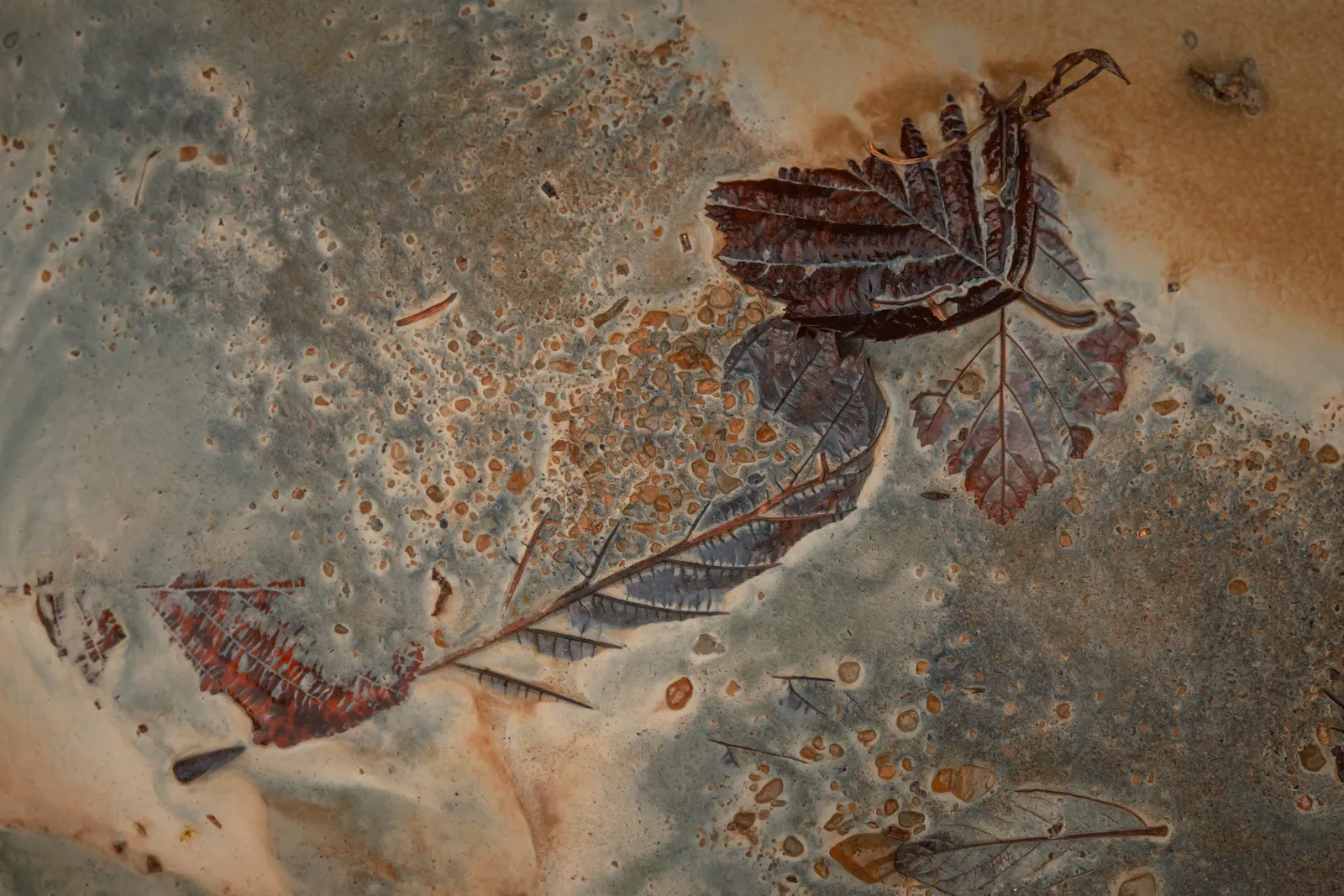 Futurs fossiles - des feuilles en décomposition prises dans de la craie Futurs fossiles des feuilles en decomposition prises dans de la craie 2 Futurs-fossiles-des-feuilles-en-decomposition-prises-dans-de-la-craie-2