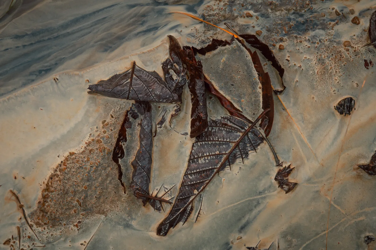 Futurs fossiles - des feuilles en décomposition prises dans de la craie Futurs fossiles des feuilles en decomposition prises dans de la craie 3 Futurs-fossiles-des-feuilles-en-decomposition-prises-dans-de-la-craie-3