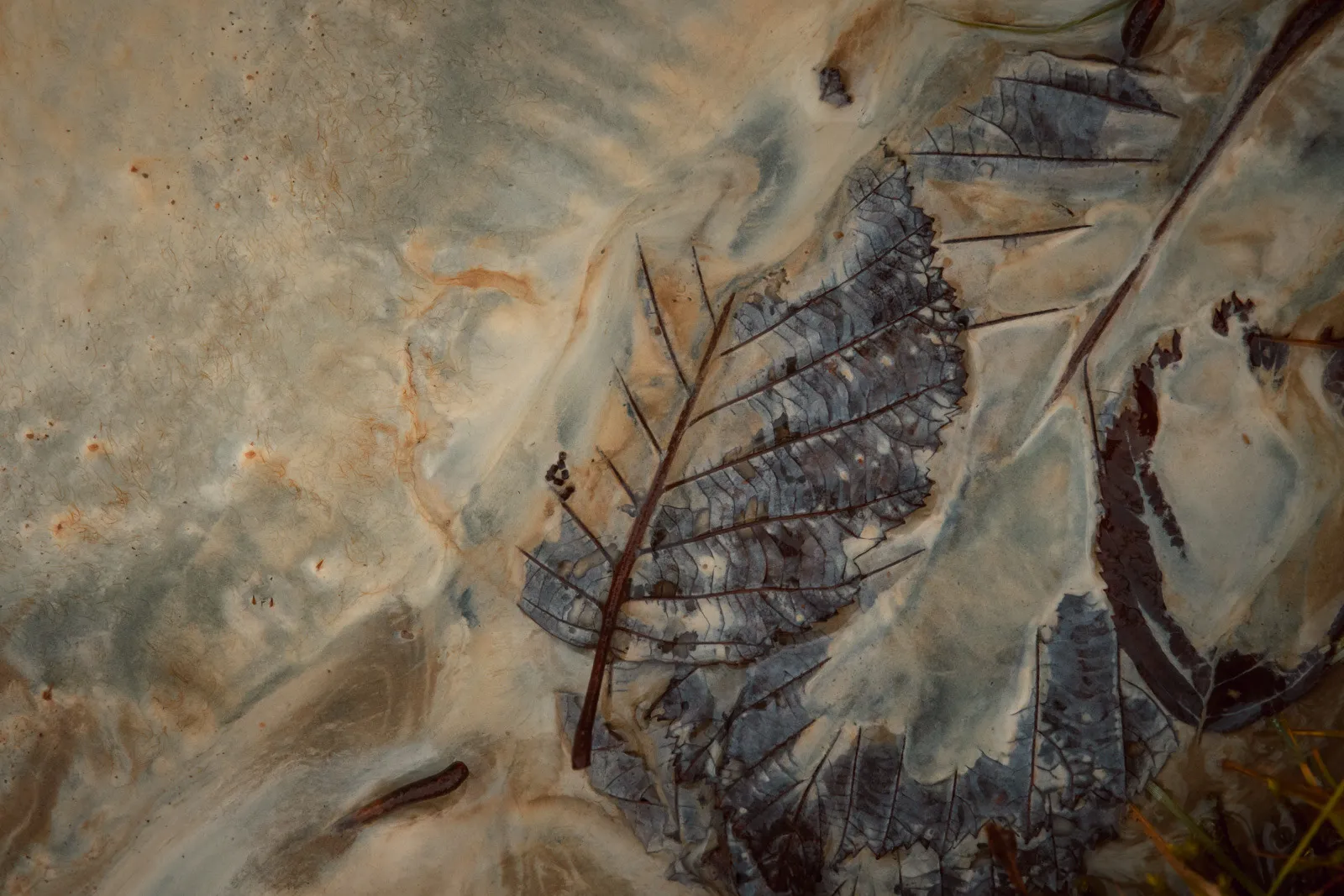 Futurs fossiles - des feuilles en décomposition prises dans de la craie Futurs fossiles des feuilles en decomposition prises dans de la craie 4 Futurs-fossiles-des-feuilles-en-decomposition-prises-dans-de-la-craie-4