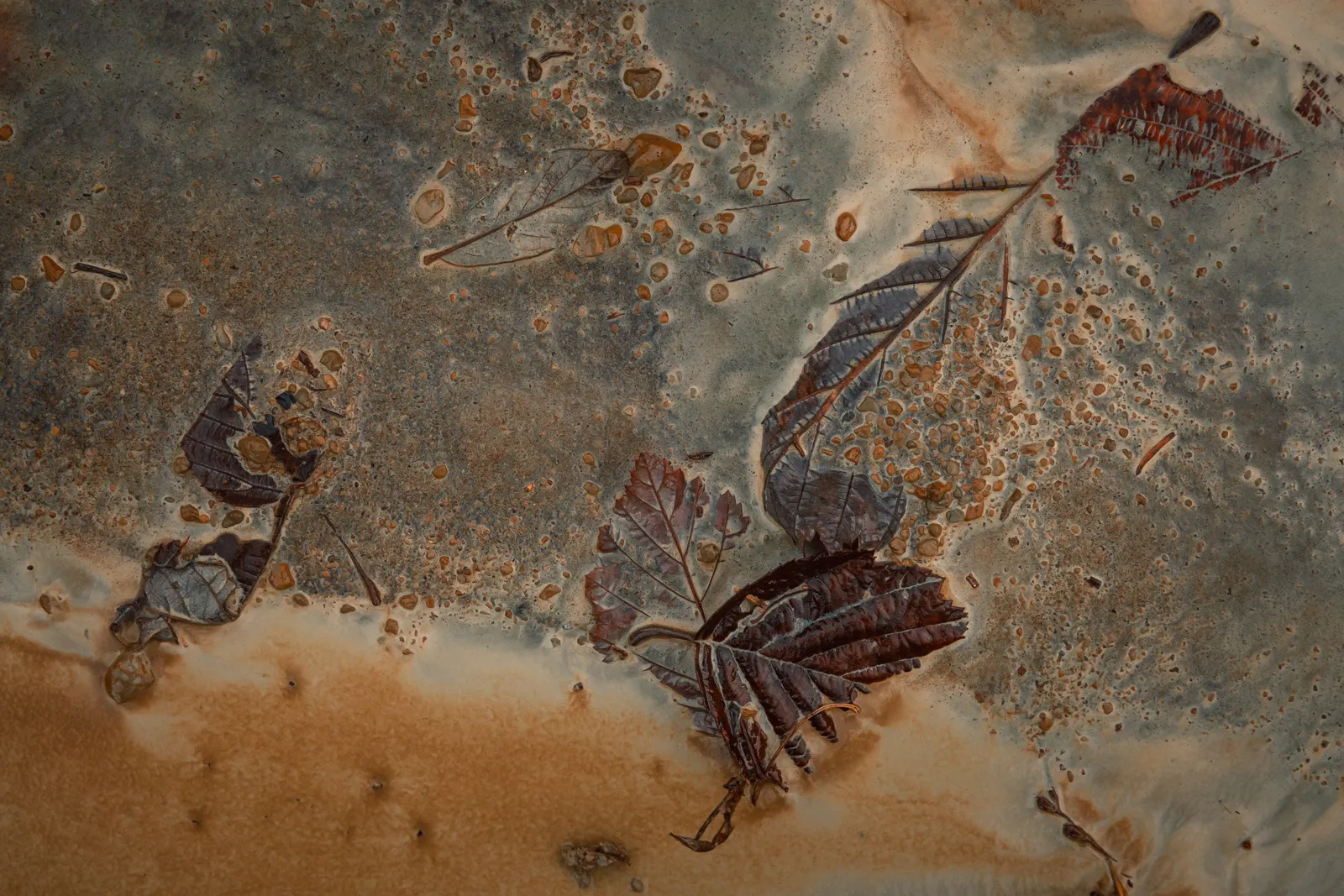Futurs fossiles - des feuilles en décomposition prises dans de la craie Futurs fossiles des feuilles en decomposition prises dans de la craie 5 Futurs-fossiles-des-feuilles-en-decomposition-prises-dans-de-la-craie-5