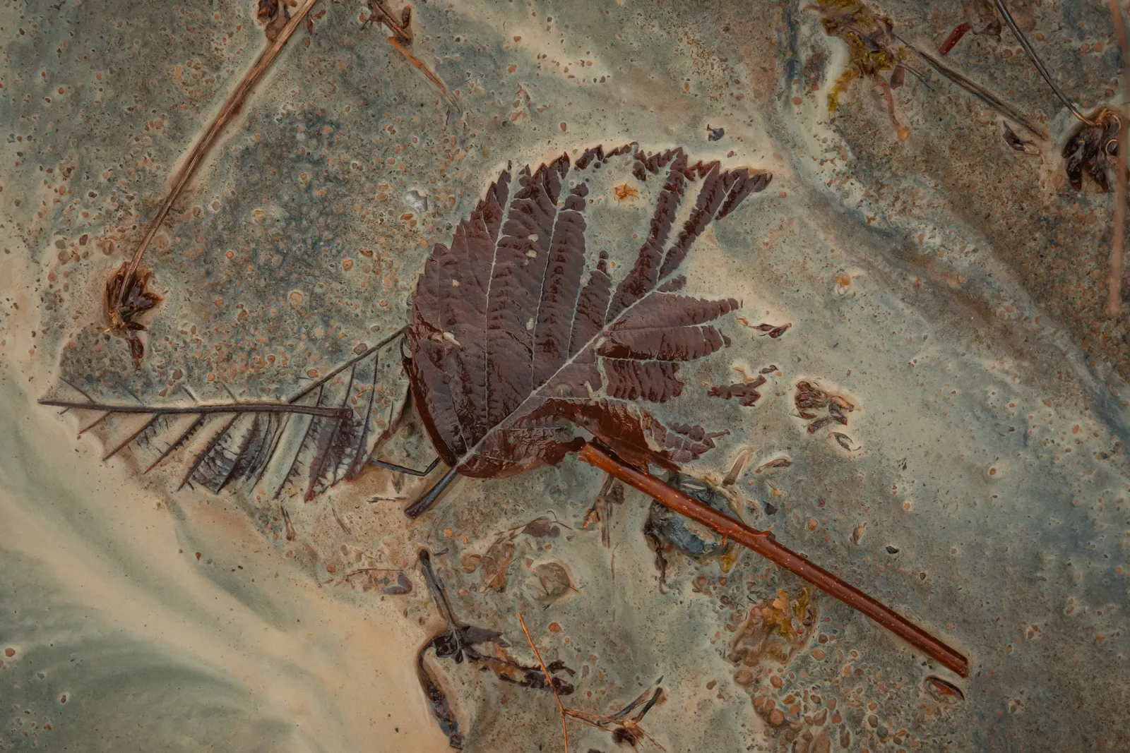 Futurs fossiles - des feuilles en décomposition prises dans de la craie Futurs fossiles des feuilles en decomposition prises dans de la craie 7 Futurs-fossiles-des-feuilles-en-decomposition-prises-dans-de-la-craie-7