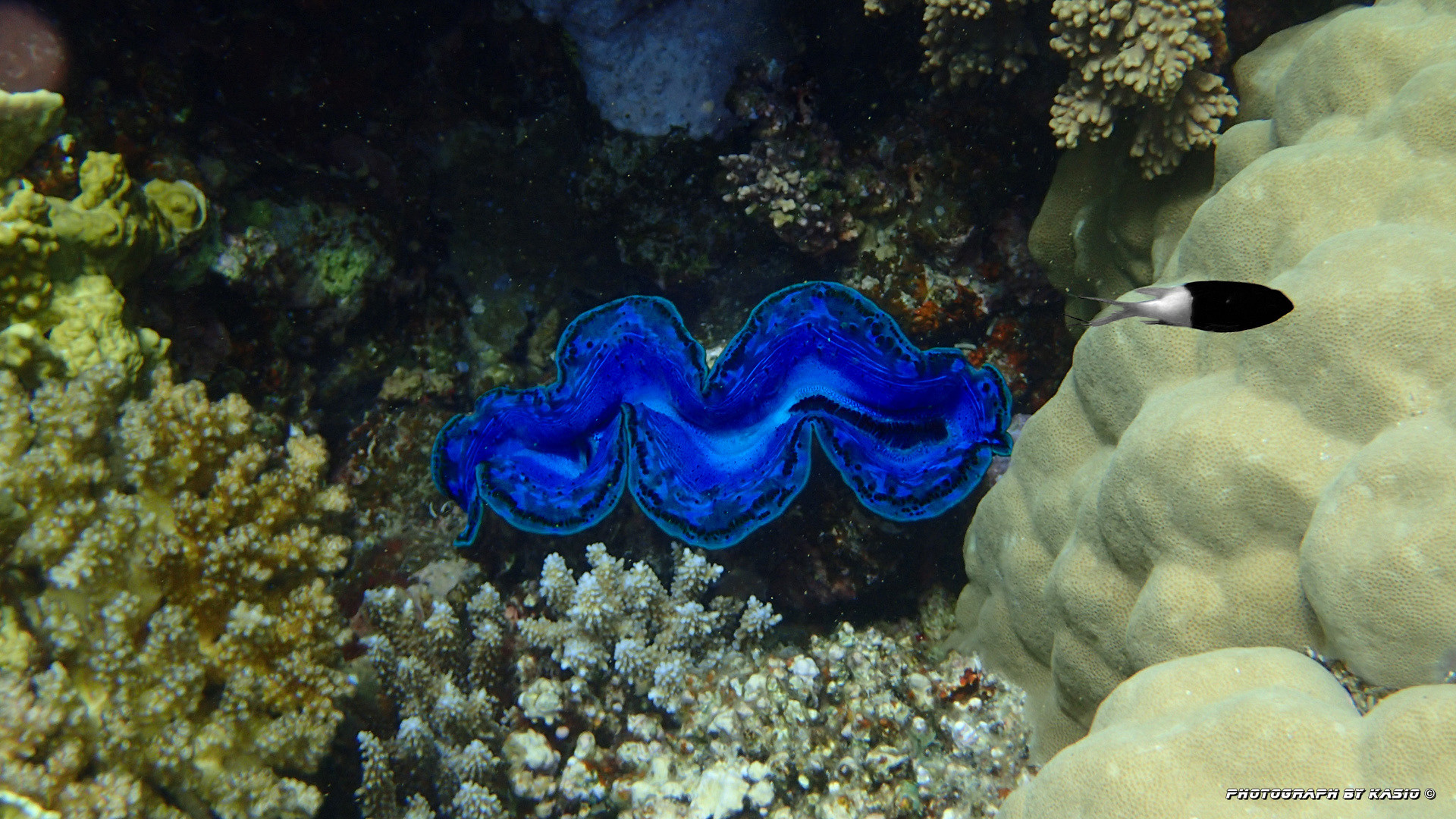Le bénitier géant ou tridacne géant, merveilleux coquillage en danger benitier geant tridacne geant 2 benitier-geant-tridacne-geant-2