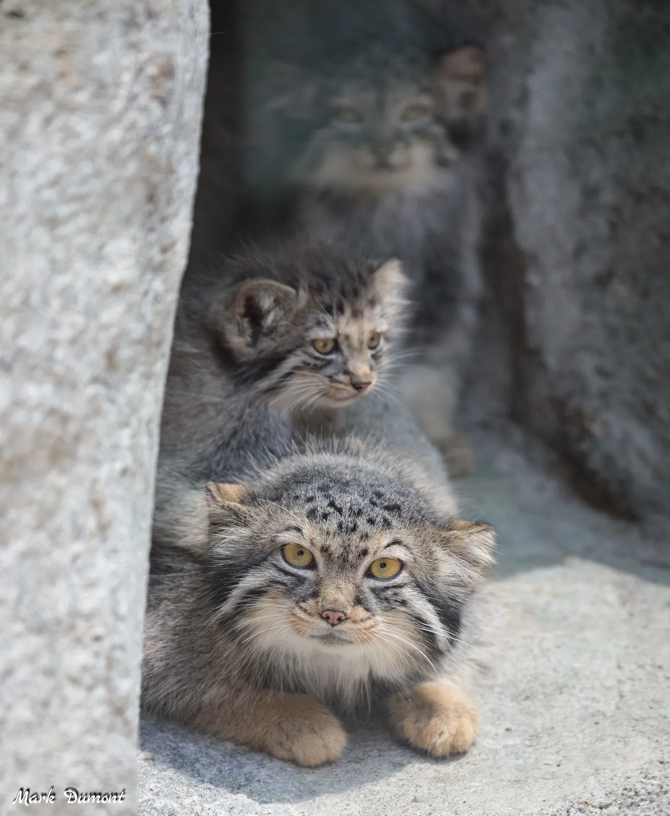 chatons de pallas chatons de pallas