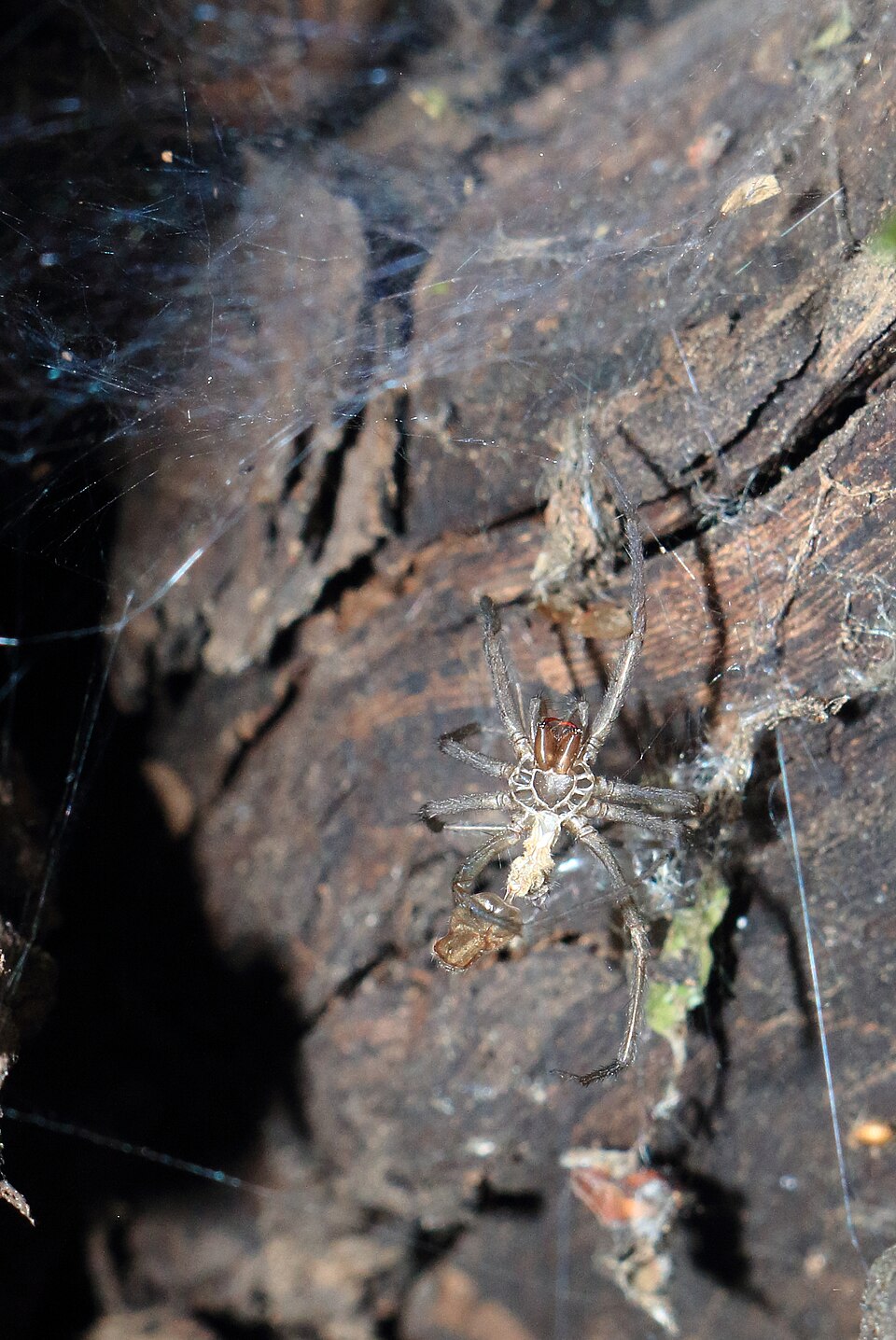 Exuvie vide laissée par une araignée après sa mue Exuvie vide laissée par une araignée après sa mue