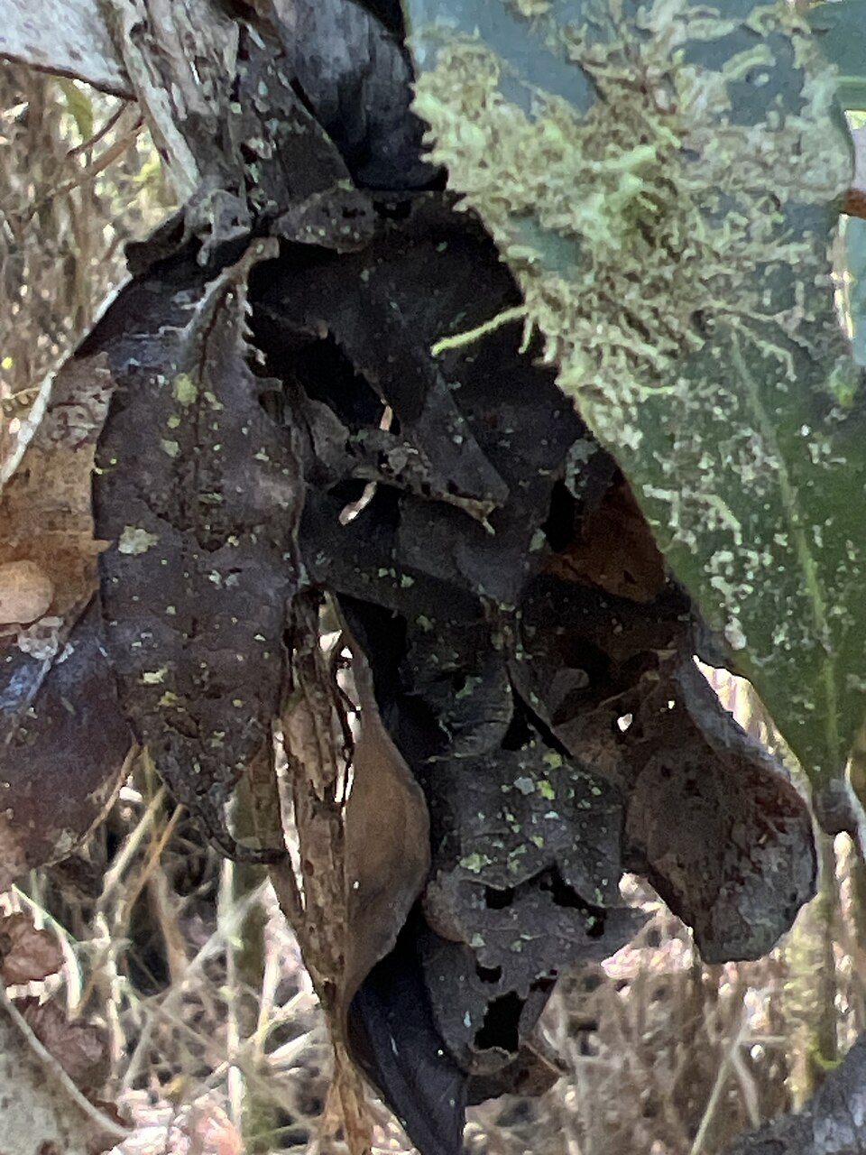 gecko feuille camoufle Uroplatus phantasticus parfaitement camouflé dans les feuilles mortes