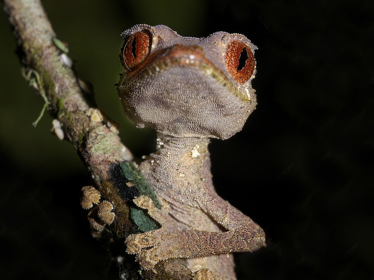 Gecko satanique à queue de feuille dans la forêt malgache Gecko satanique à queue de feuille dans une forêt humide de Madagascar