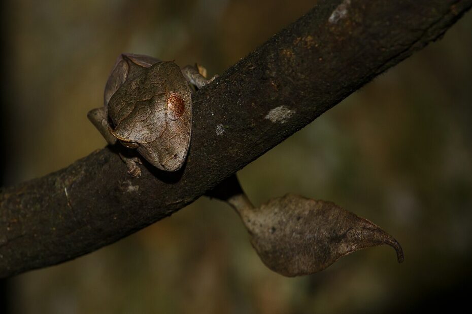 Le gecko satanique à queue de feuille gecko satanique camouflage madagascar gecko satanique camouflage madagascar