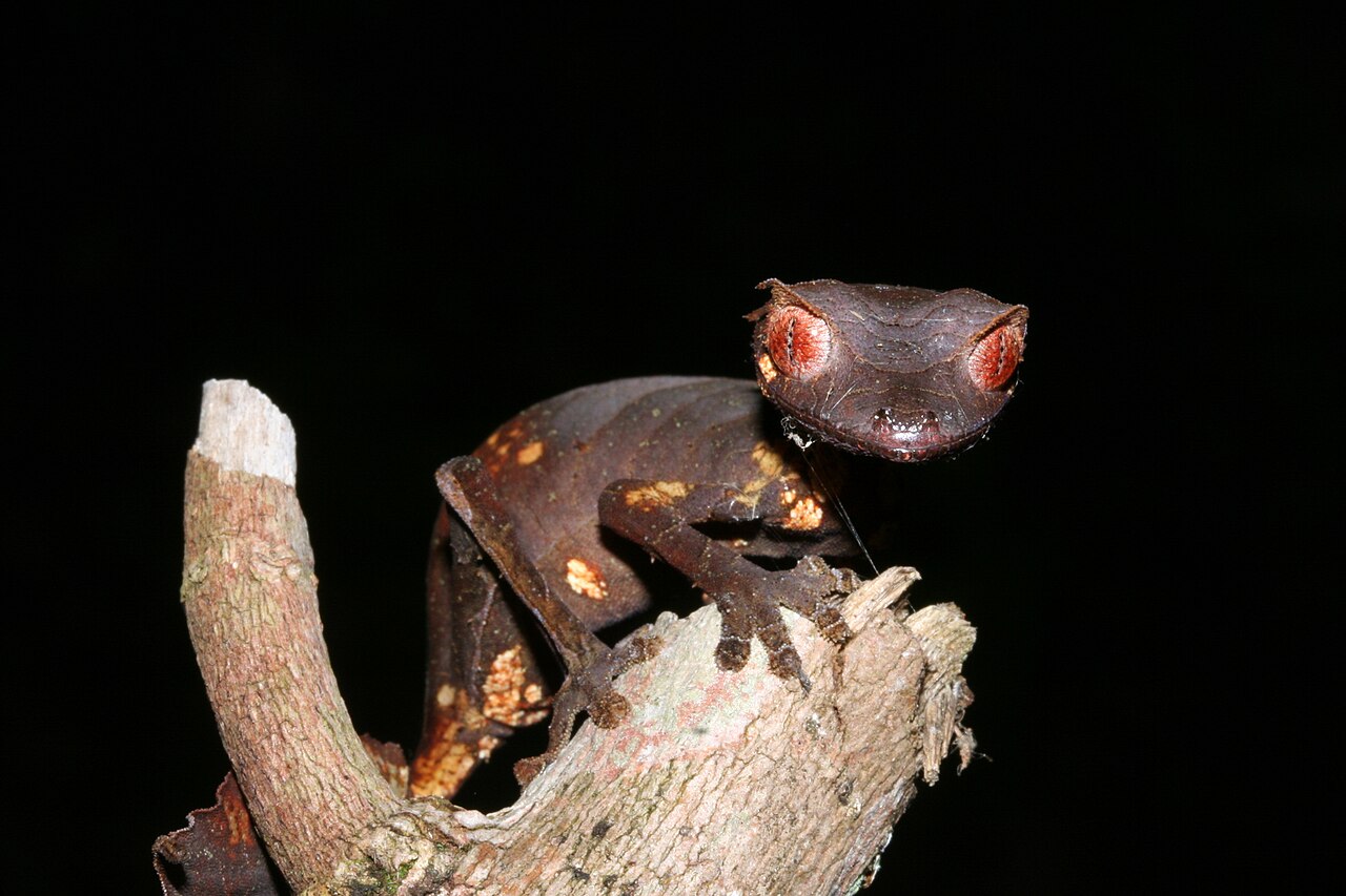 gecko satanique queue feuille morte Uroplatus phantasticus, le gecko satanique à queue de feuille de Madagascar