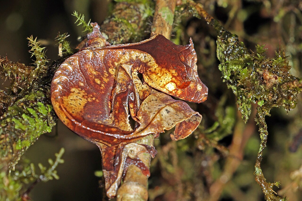 Gecko satanique à queue de feuille à Madagascar Gecko satanique à queue de feuille Uroplatus phantasticus à Madagascar