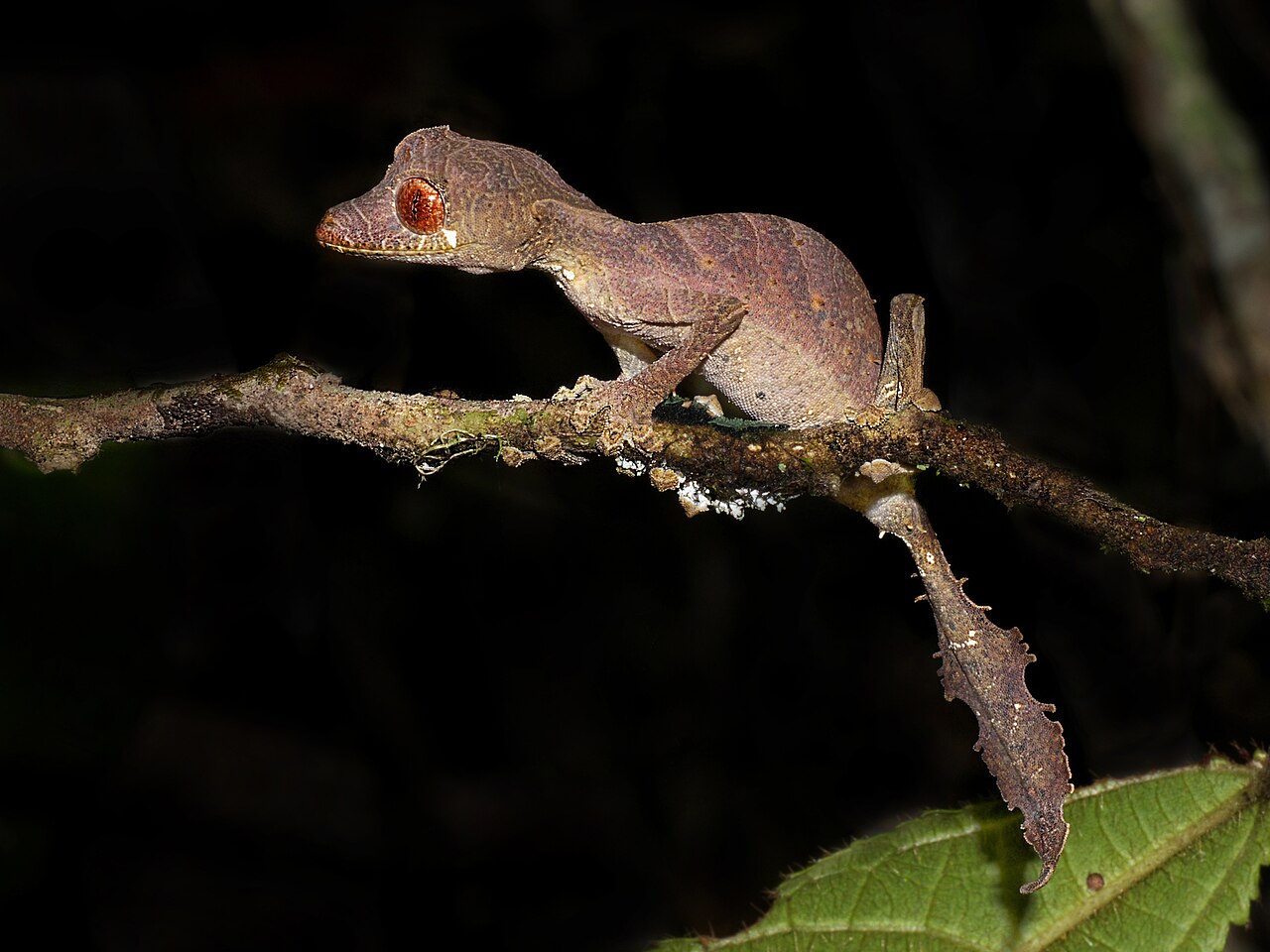gecko satanique yeux rougeatres andasibe Gecko satanique Uroplatus phantasticus avec ses yeux rougeâtres à Andasibe, Madagascar