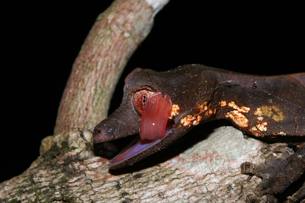 Gecko satanique de Madagascar Uroplatus phantasticus gecko satanique de Madagascar sur une branche