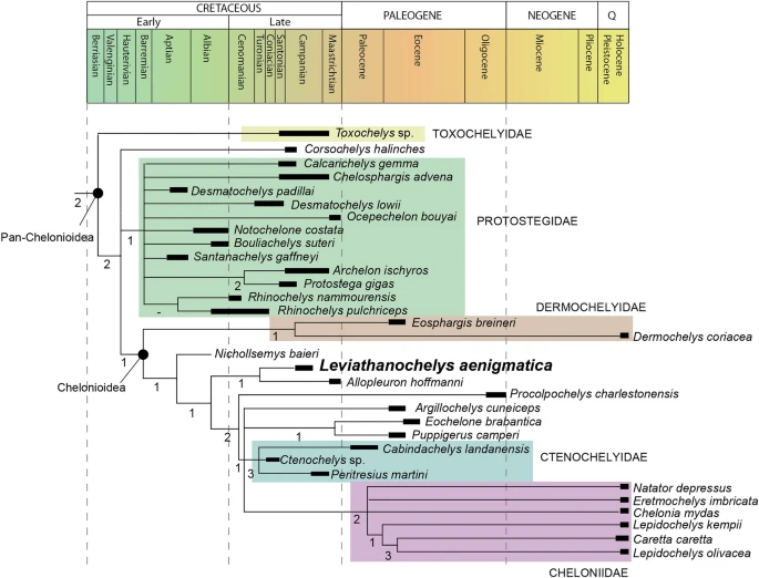 La découverte d'un fossile de tortue géante la decouverte dun fossile de tortue geante 2 a-decouverte-dun-fossile-de-tortue-geante-2
