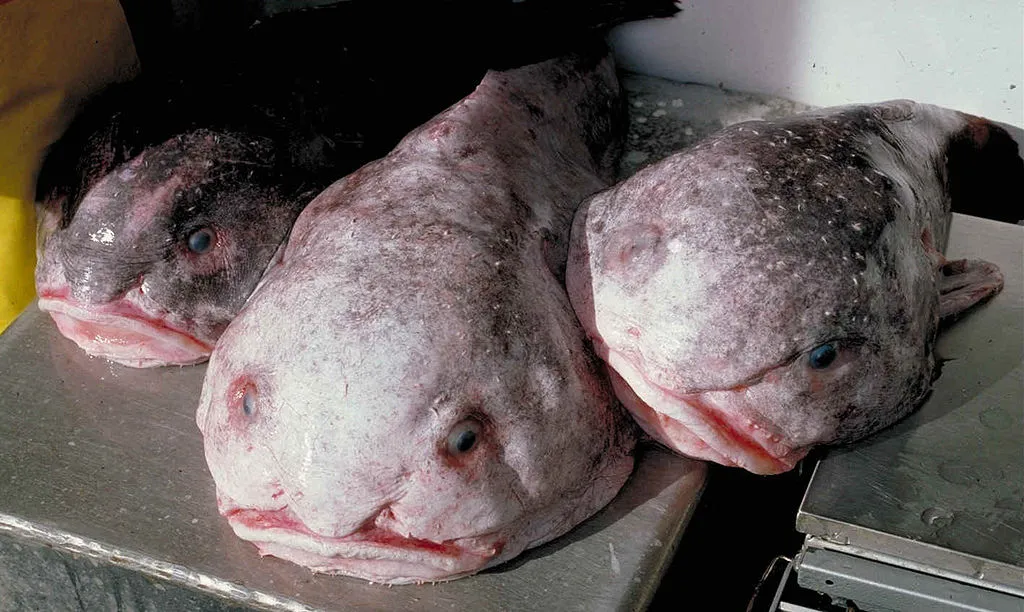 Le blobfish, un poisson gélatineux célèbre pour son physique atypique le blobfish un poisson gelatineux celebre pour son physique particulier 3 le-blobfish-un-poisson-gelatineux-celebre-pour-son-physique-particulier-3