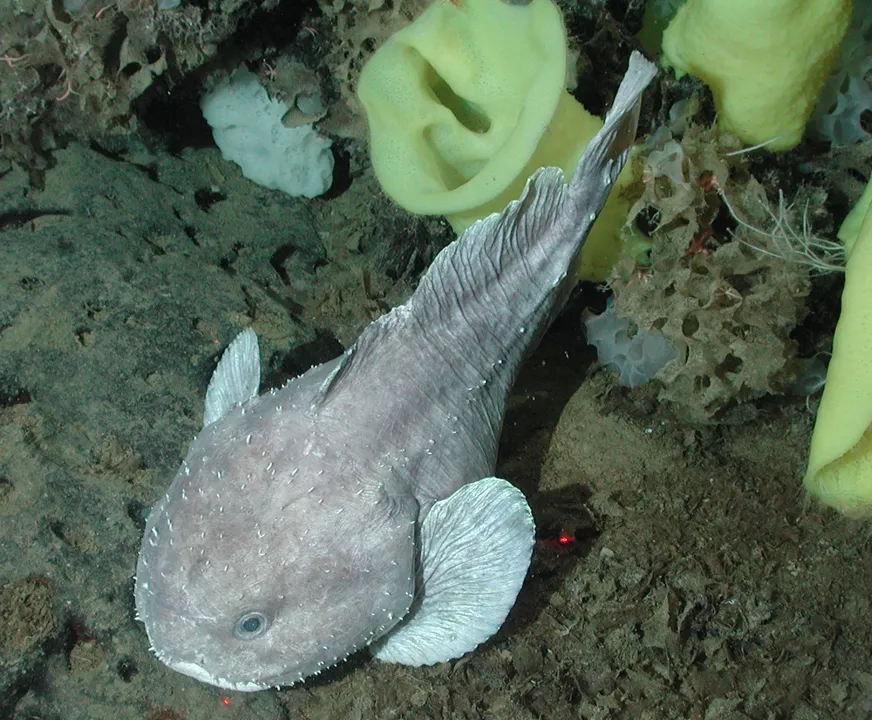 Le blobfish, un poisson gélatineux célèbre pour son physique atypique le blobfish un poisson gelatineux celebre pour son physique particulier 4 le-blobfish-un-poisson-gelatineux-celebre-pour-son-physique-particulier-4.
