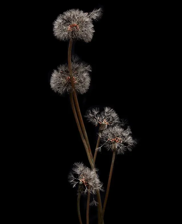 Les délicates fleurs et feuilles de métal de Shota Suzuki les delicates fleurs et feuilles de metal de shota suzuki 3 les-delicates-fleurs-et-feuilles-de-metal-de-shota-suzuki-2