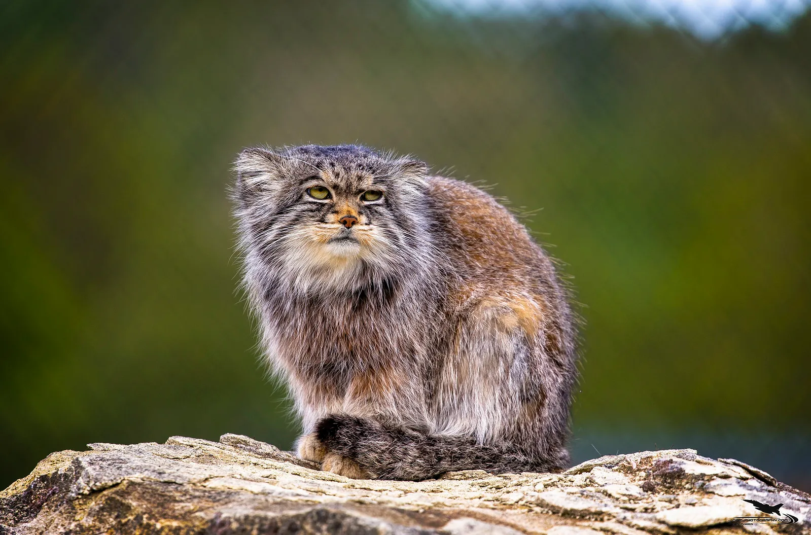 manul chat de pallas sauvage asie 21 chat de Pallas assis avec sa queue épaisse
