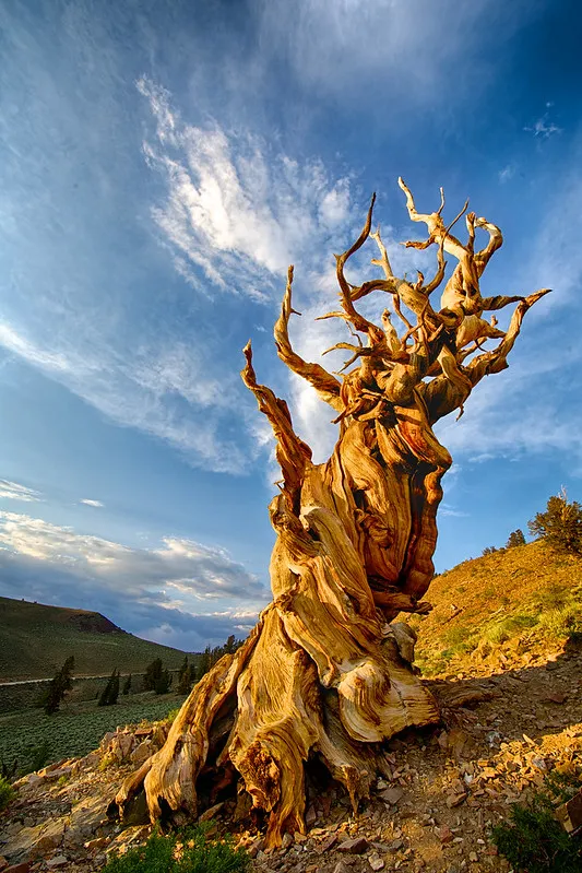Mathusalem, l'ancien plus vieil arbre du monde mathusalem lancien plus vieil arbre du monde 4 mathusalem-lancien-plus-vieil-arbre-du-monde-4
