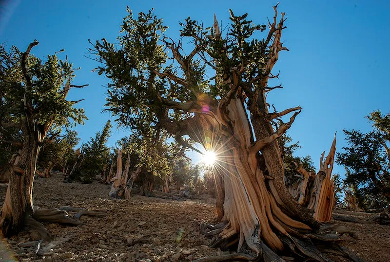 Mathusalem, l'ancien plus vieil arbre du monde mathusalem lancien plus vieil arbre du monde 7 mathusalem-lancien-plus-vieil-arbre-du-monde-7