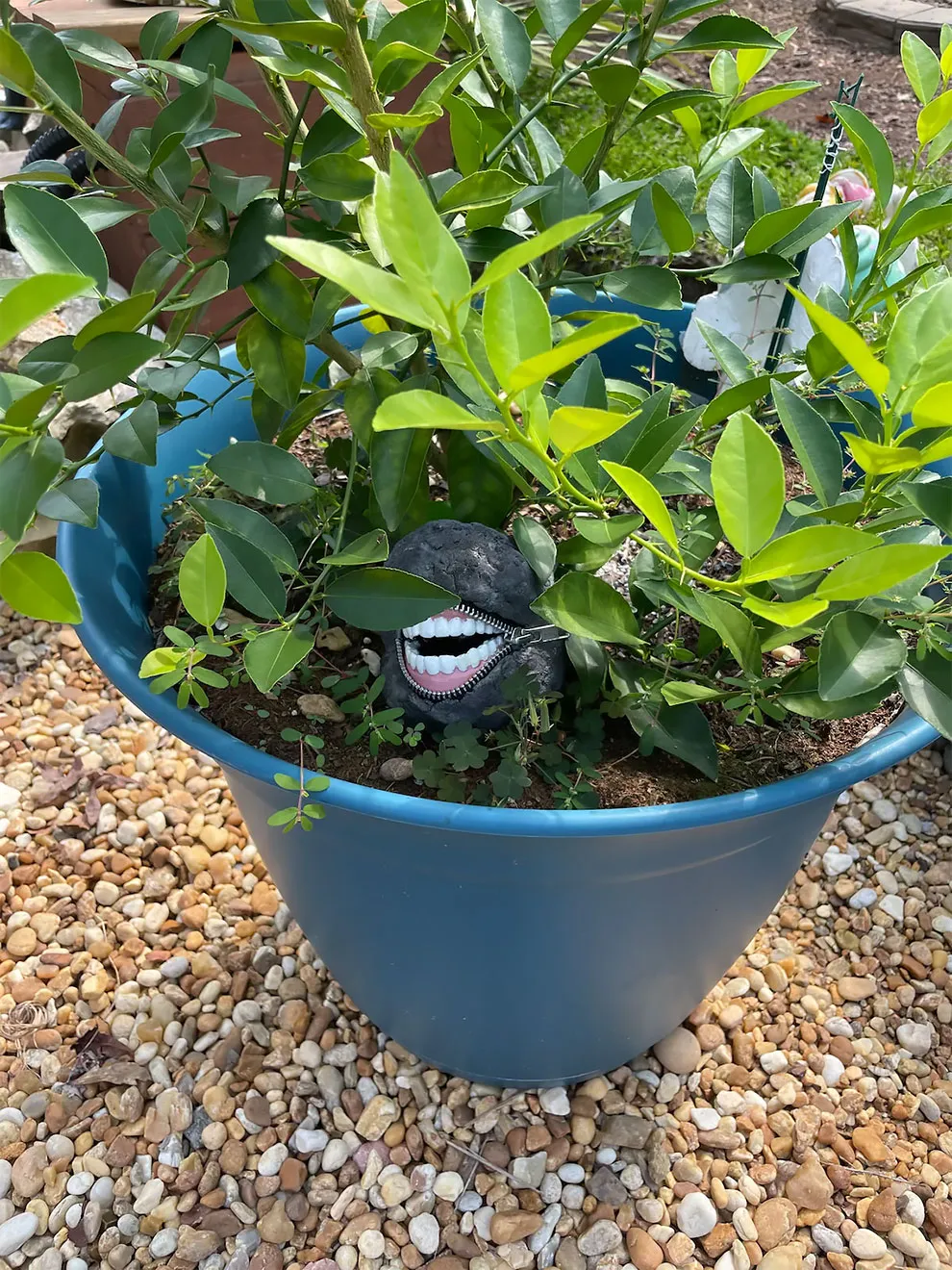 Mieux que les nains de jardin, les cailloux à la bouche zippée mieux que les nains de jardin les cailloux a la bouche zipee 9 mieux-que-les-nains-de-jardin-les-cailloux-a-la-bouche-zippee-9