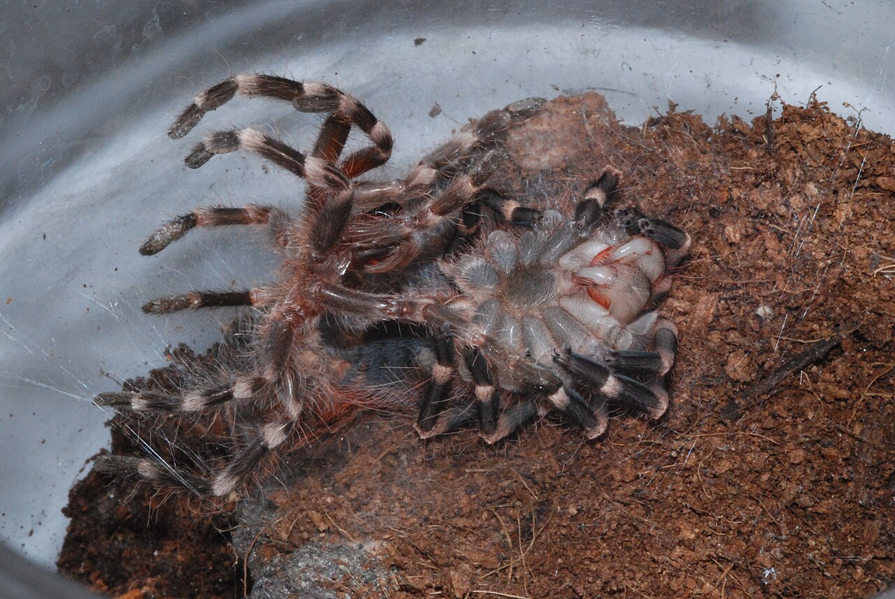 Mygale en pleine mue sortant de son ancien exosquelette Mygale en pleine mue sortant de son ancien exosquelette