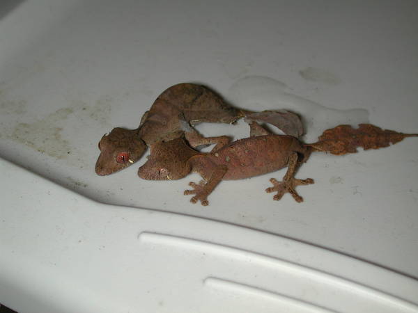 Queue en forme de feuille du gecko satanique Queue entaillée du gecko satanique ressemblant à une feuille morte grignotée
