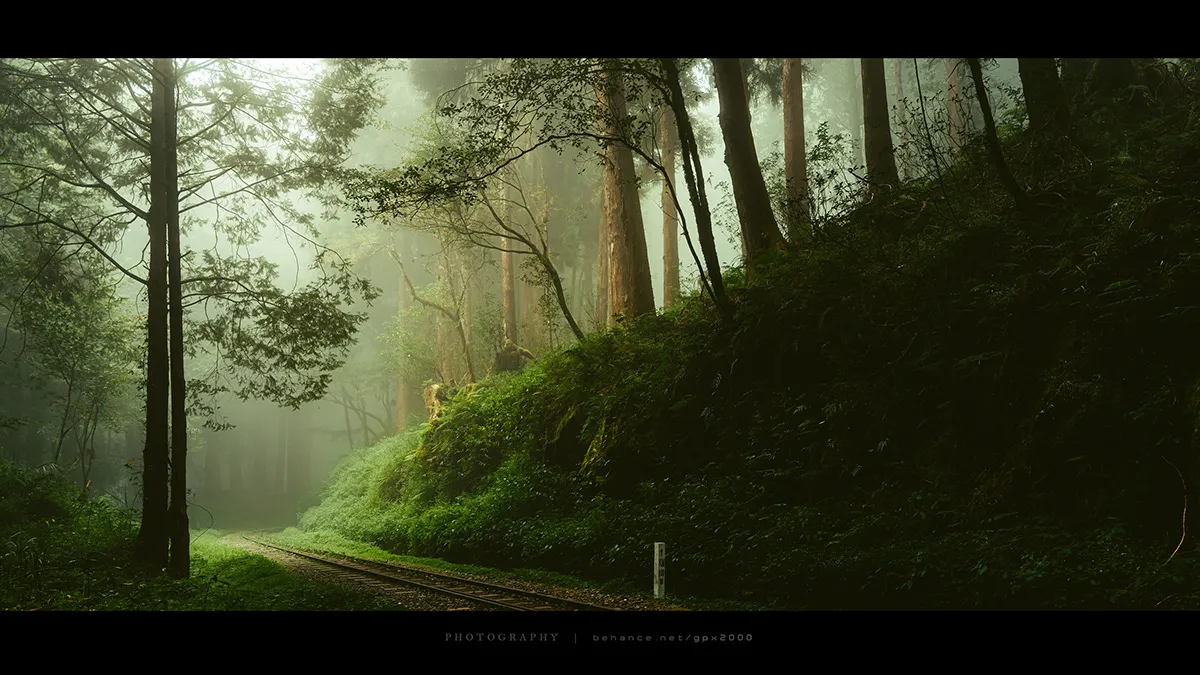 Le Shuishan Giant Tree Trail Le Shuishan Giant Tree Trail alishan taiwan 10 Le-Shuishan-Giant-Tree-Trail-alishan-taiwan-10