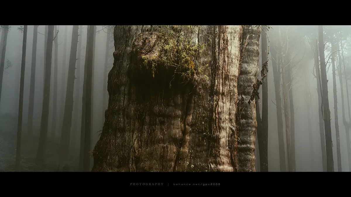 Le Shuishan Giant Tree Trail Le Shuishan Giant Tree Trail alishan taiwan 11 Le-Shuishan-Giant-Tree-Trail-alishan-taiwan-11