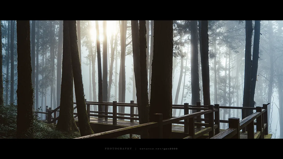 Le Shuishan Giant Tree Trail Le Shuishan Giant Tree Trail alishan taiwan 3 Le-Shuishan-Giant-Tree-Trail-alishan-taiwan-3