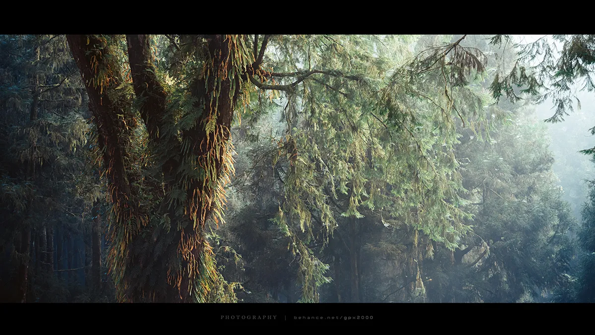 Le Shuishan Giant Tree Trail Le Shuishan Giant Tree Trail alishan taiwan 5 Le-Shuishan-Giant-Tree-Trail-alishan-taiwan-5