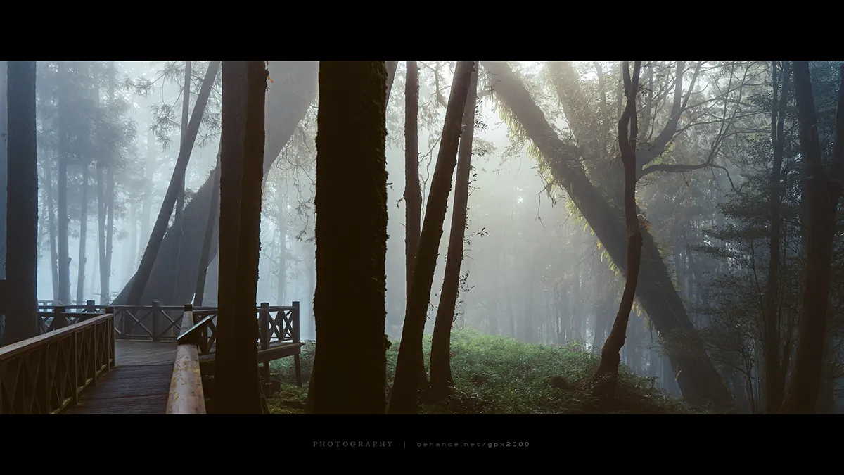 Le Shuishan Giant Tree Trail Le Shuishan Giant Tree Trail alishan taiwan 8 Le-Shuishan-Giant-Tree-Trail-alishan-taiwan-8