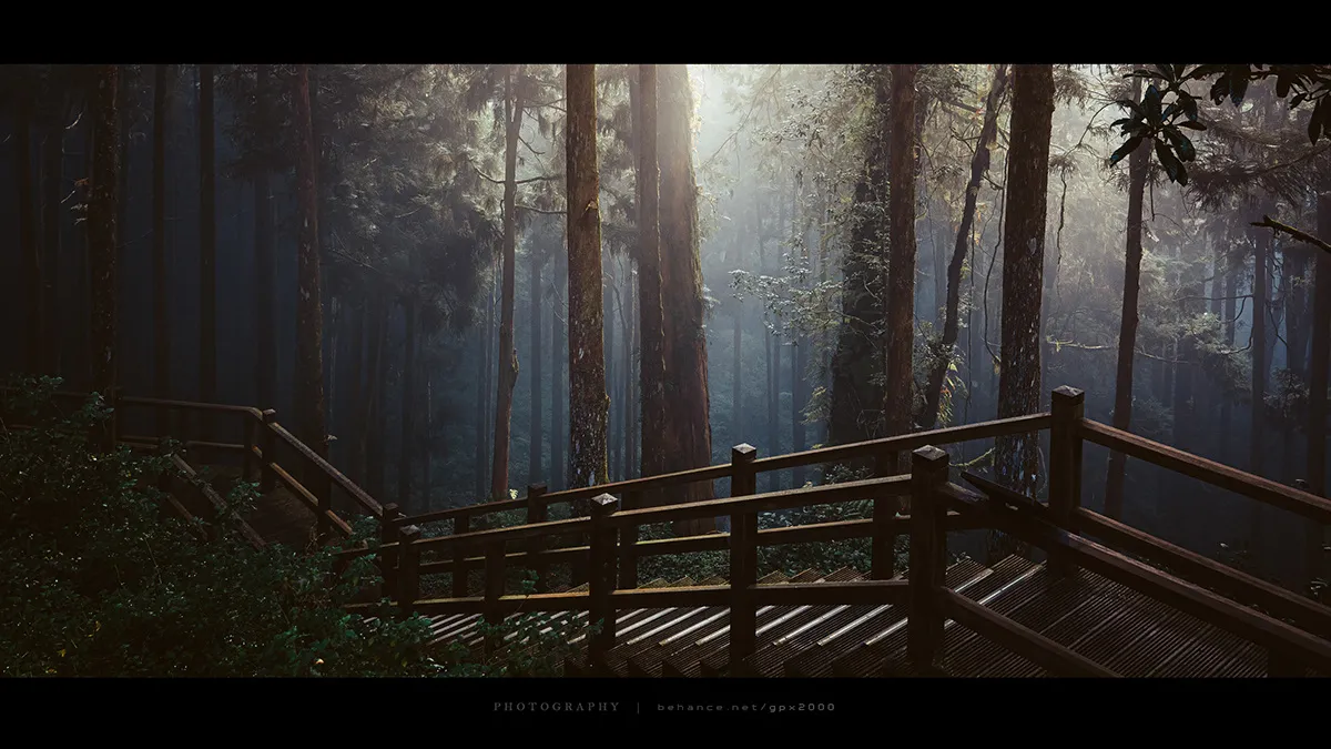 Le Shuishan Giant Tree Trail Le Shuishan Giant Tree Trail alishan taiwan 9 Le-Shuishan-Giant-Tree-Trail-alishan-taiwan-9