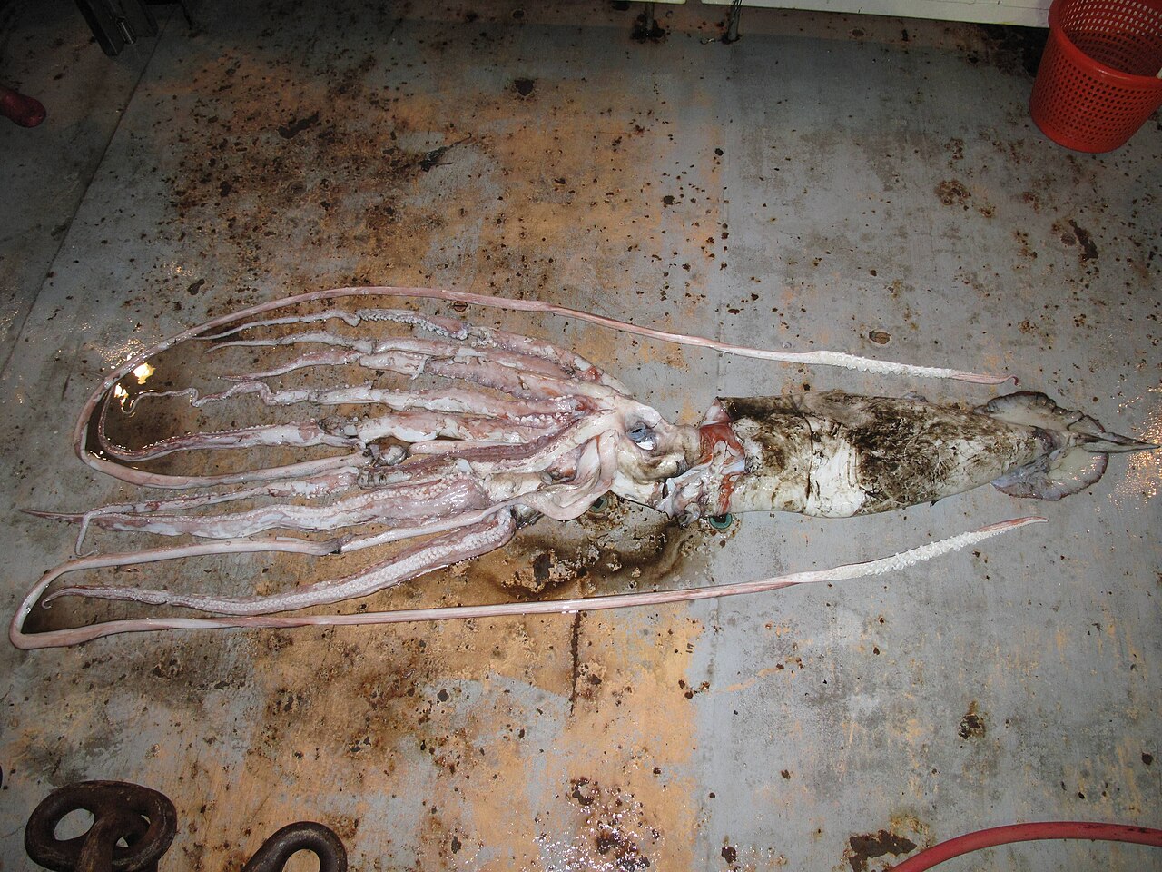 Spécimen de calamar géant Architeuthis dux capturé au large de la Louisiane Spécimen de calamar géant Architeuthis dux capturé au large de la Louisiane