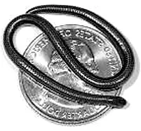 Le serpent fil de la Barbade, le plus petit serpent du monde le serpent fil de la barbade le plus petit serpent du monde 2 le-serpent-fil-de-la-barbade-le-plus-petit-serpent-du-monde-2