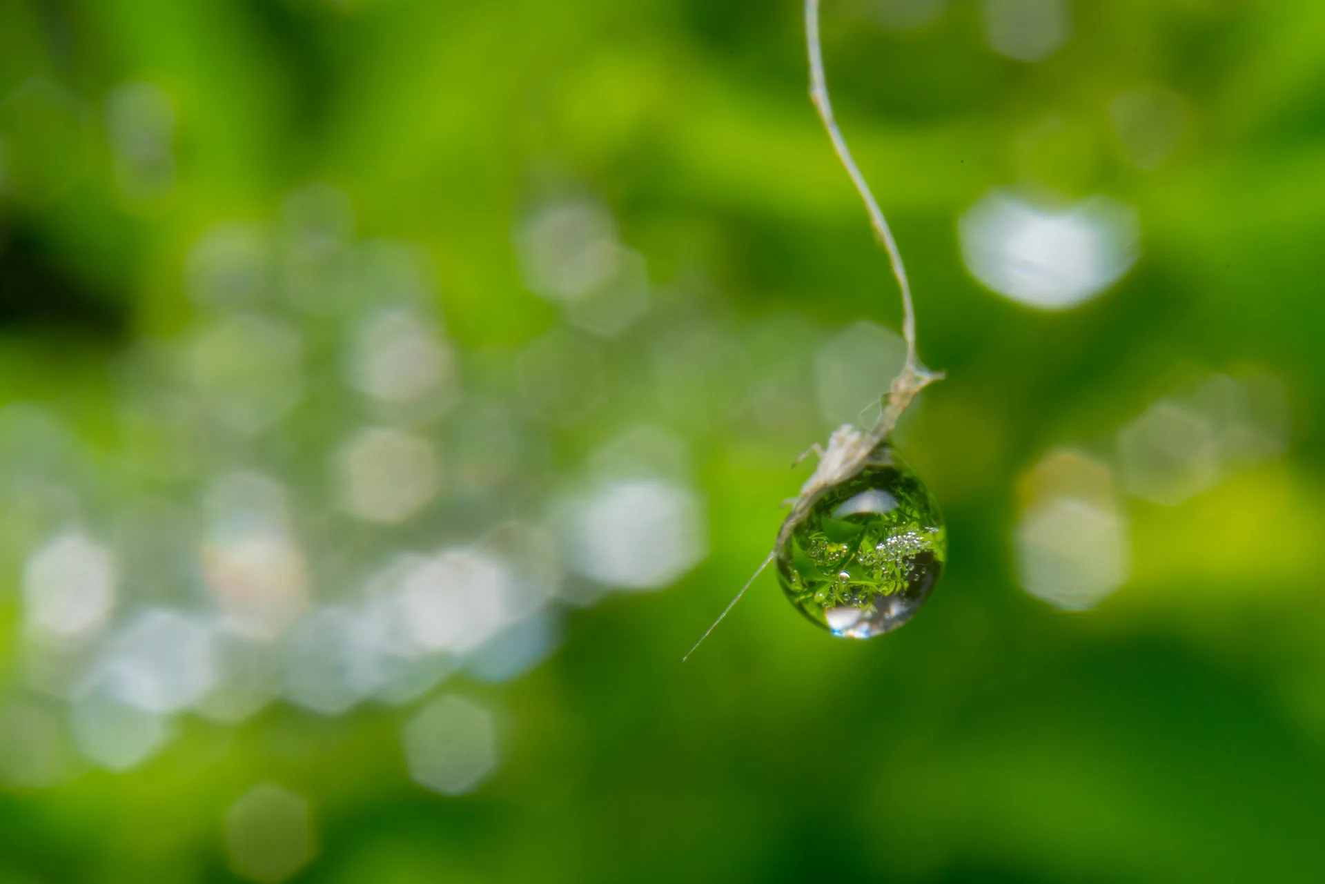 Des macros de gouttes d'eau sur des plumes d'oiseau et autres macrophotographie des gouttes deau sur des fleurs 2 macrophotographie-des-gouttes-deau-sur-des-fleurs-2