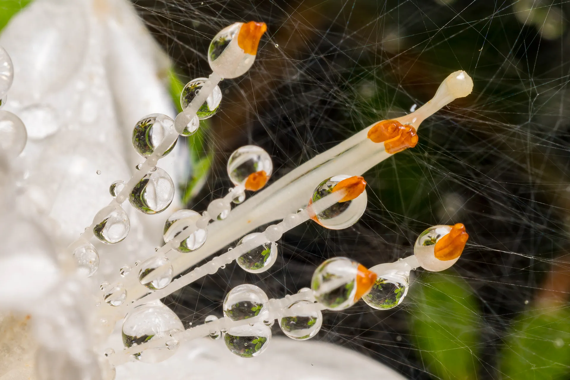 Des macros de gouttes d'eau sur des plumes d'oiseau et autres macrophotographie des gouttes deau sur des fleurs 3 macrophotographie-des-gouttes-deau-sur-des-fleurs-3