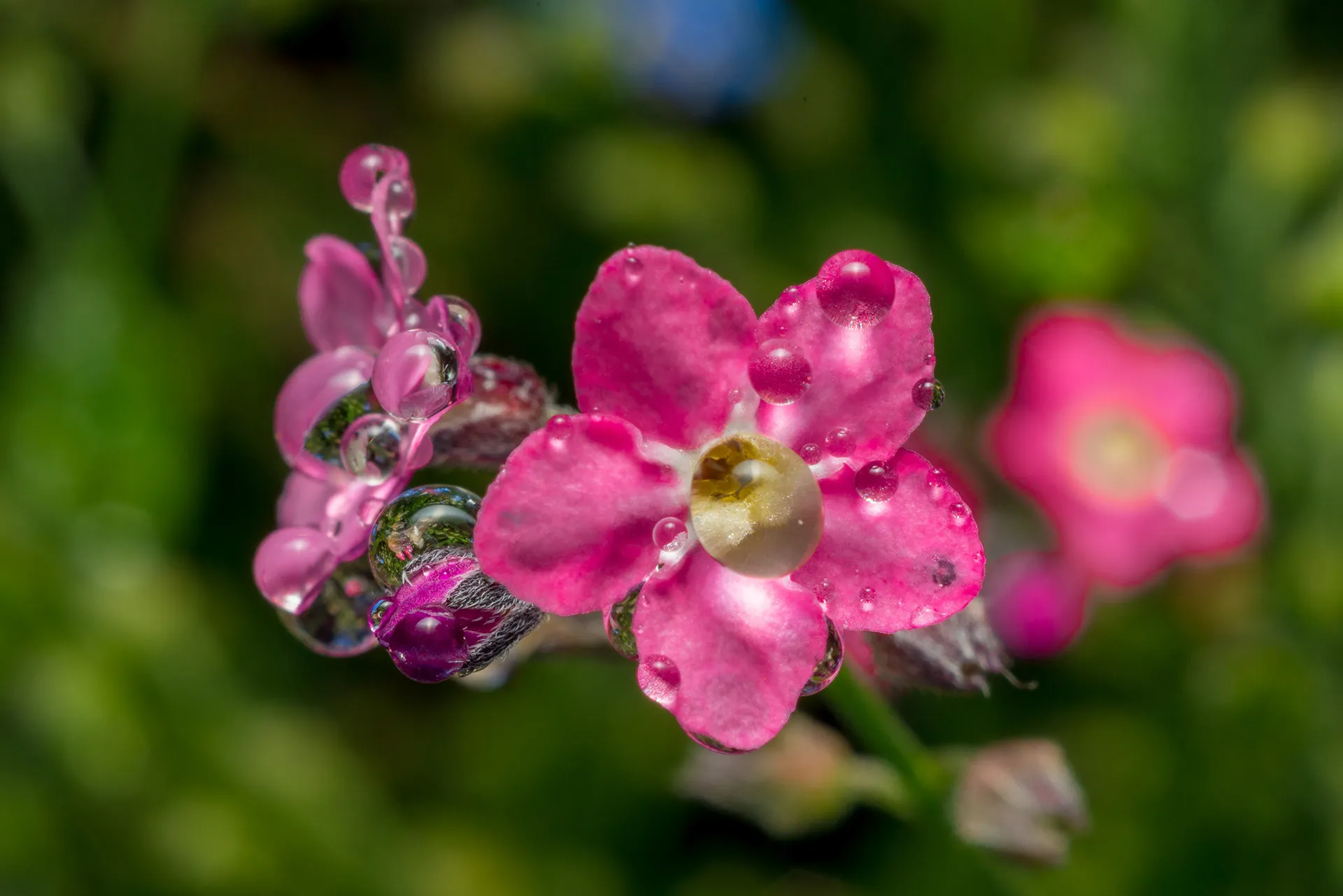 Des macros de gouttes d'eau sur des plumes d'oiseau et autres macrophotographie des gouttes deau sur des fleurs 4 macrophotographie-des-gouttes-deau-sur-des-fleurs-4
