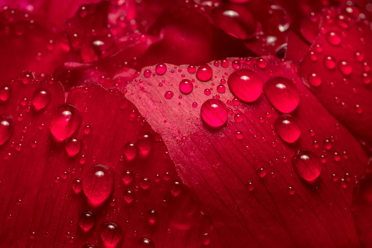 Des macros de gouttes d'eau sur des plumes d'oiseau et autres macrophotographie des gouttes deau sur des fleurs 5 macrophotographie-des-gouttes-deau-sur-des-fleurs-5