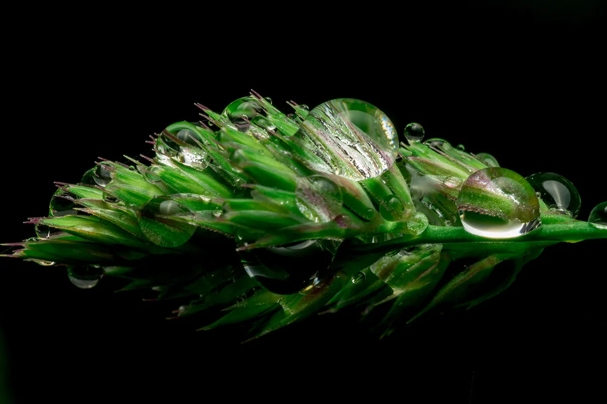 Des macros de gouttes d'eau sur des plumes d'oiseau et autres macrophotographie des gouttes deau sur des fleurs 6 macrophotographie-des-gouttes-deau-sur-des-fleurs-6