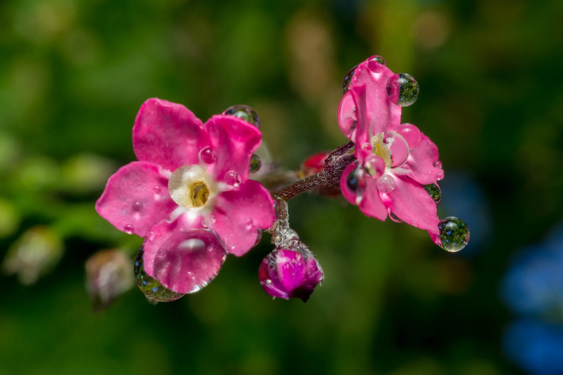 Des macros de gouttes d'eau sur des plumes d'oiseau et autres macrophotographie des gouttes deau sur des fleurs 7 macrophotographie-des-gouttes-deau-sur-des-fleurs-7