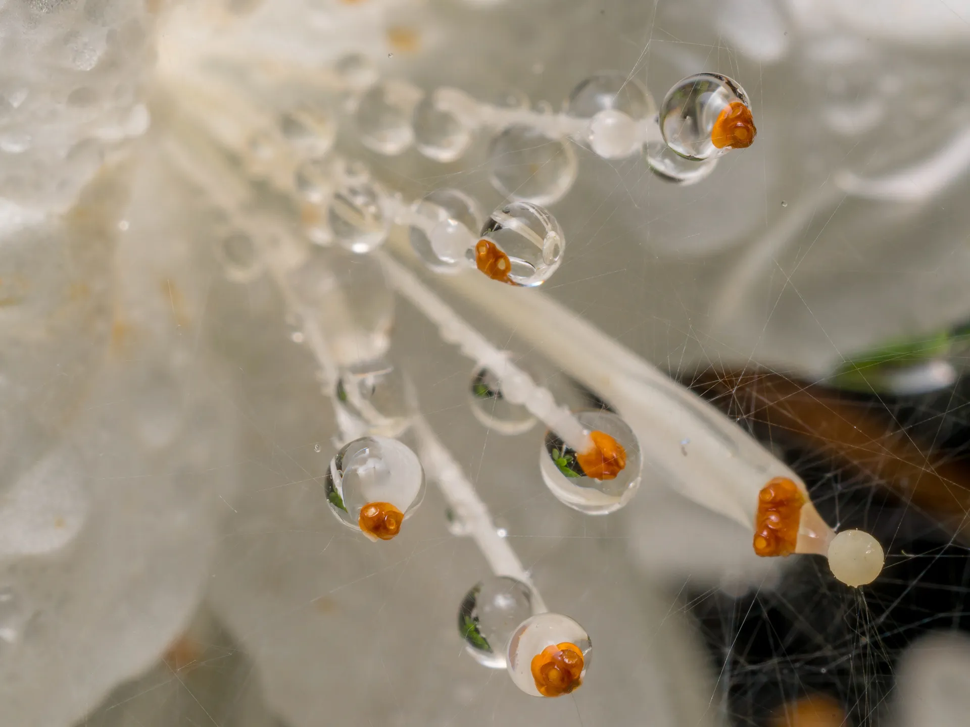 Des macros de gouttes d'eau sur des plumes d'oiseau et autres macrophotographie des gouttes deau sur des fleurs 8 macrophotographie-des-gouttes-deau-sur-des-fleurs-8