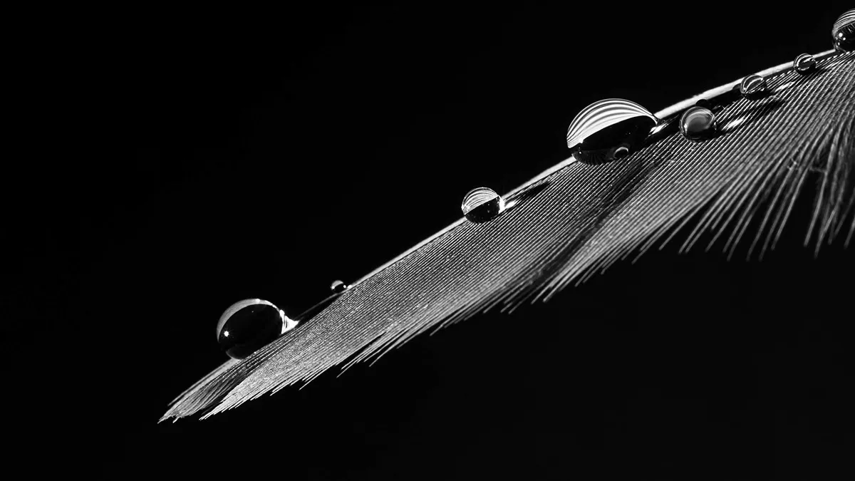 Des macros de gouttes d'eau sur des plumes d'oiseau et autres macrophotographie des gouttes deau sur des plumes d oiseau noir et blanc 2 macrophotographie-des-gouttes-deau-sur-des-plumes-d-oiseau-noir-et-blanc-2