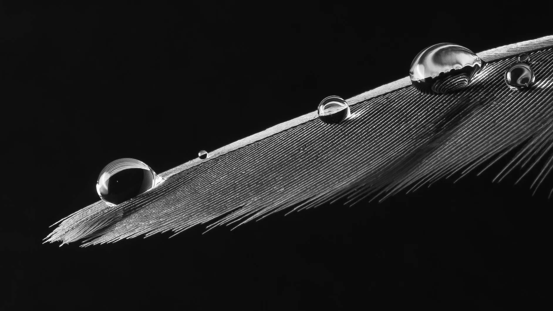 Des macros de gouttes d'eau sur des plumes d'oiseau et autres macrophotographie des gouttes deau sur des plumes d oiseau noir et blanc 5 macrophotographie-des-gouttes-deau-sur-des-plumes-d-oiseau-noir-et-blanc-5