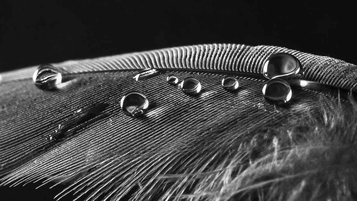 Des macros de gouttes d'eau sur des plumes d'oiseau et autres macrophotographie des gouttes deau sur des plumes d oiseau noir et blanc 6 macrophotographie-des-gouttes-deau-sur-des-plumes-d-oiseau-noir-et-blanc-6