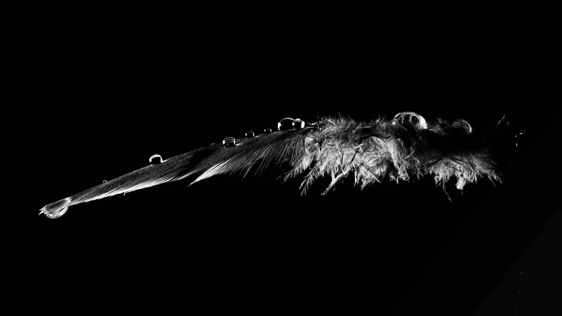 Des macros de gouttes d'eau sur des plumes d'oiseau et autres macrophotographie des gouttes deau sur des plumes d oiseau noir et blanc 7 macrophotographie-des-gouttes-deau-sur-des-plumes-d-oiseau-noir-et-blanc-7