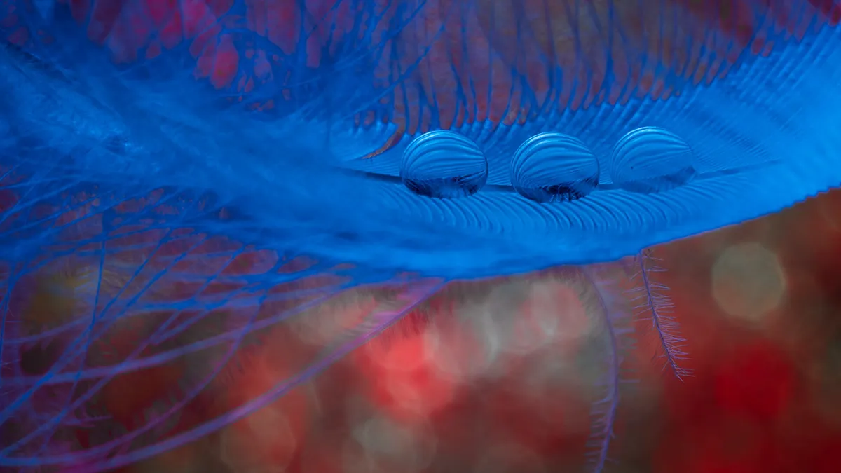 Des macros de gouttes d'eau sur des plumes d'oiseau et autres macrophotographie des gouttes deau sur des plumes de cygne 1 macrophotographie-des-gouttes-deau-sur-des-plumes-de-cygne-1