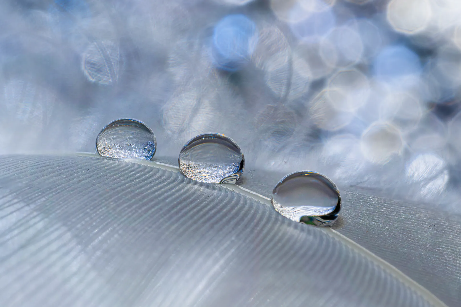 Des macros de gouttes d'eau sur des plumes d'oiseau et autres macrophotographie des gouttes deau sur des plumes de cygne 3 macrophotographie-des-gouttes-deau-sur-des-plumes-de-cygne-3