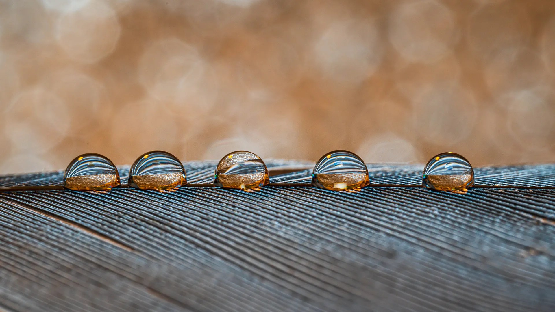 Des macros de gouttes d'eau sur des plumes d'oiseau et autres macrophotographie des gouttes deau sur des plumes de cygne 5 macrophotographie-des-gouttes-deau-sur-des-plumes-de-cygne-5
